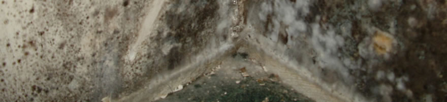 Mould Remediation